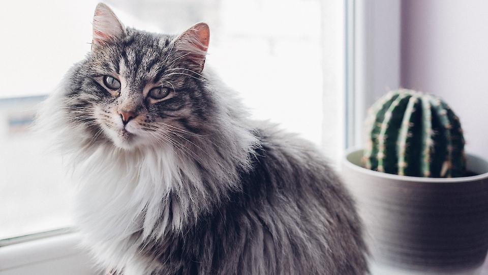 Советы по созданию гипоаллергенного дома