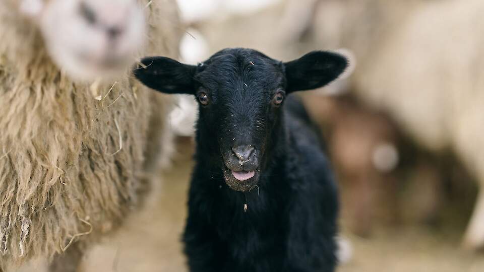 Билет взрослый/детский от 3-х лет (будний день)