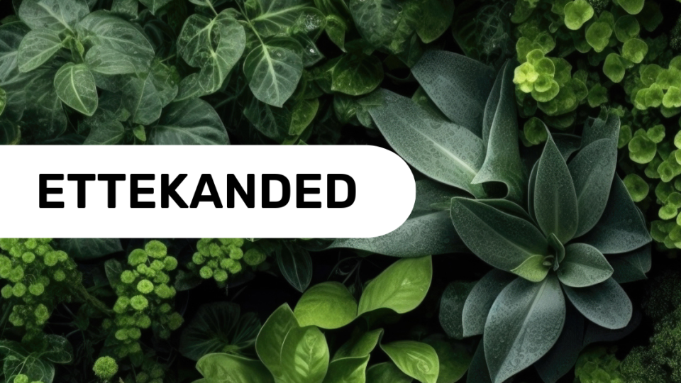 Ettekanded
