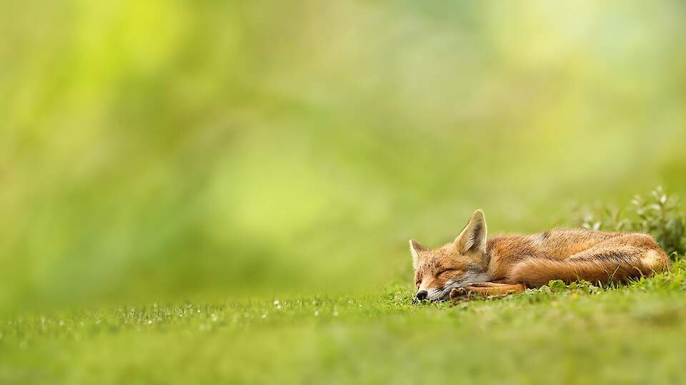 UMA KUUP Külaliskorter